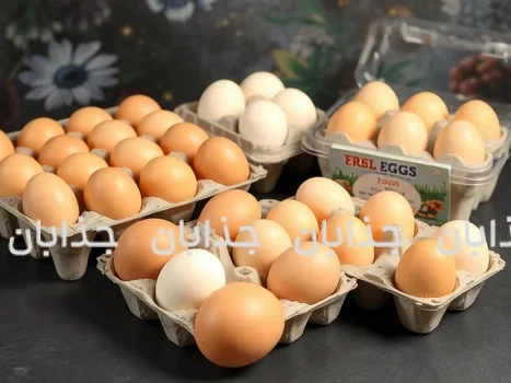 سفرهای زیر فشار و قیمتهای جدید مواد خوراکی و واقعیت تورم