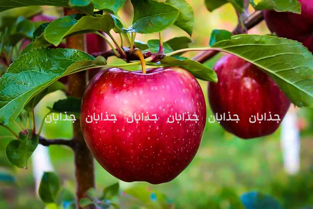 سیب: میوهٔ سلامتی و تأثیرات شگفت انگیز آن بر بدن