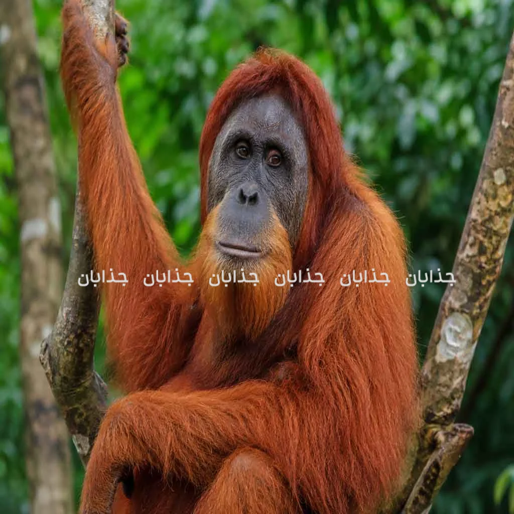 اورانگوتان چیست؟ آشنایی با باهوش‌ترین میمون جنگل‌های بارانی