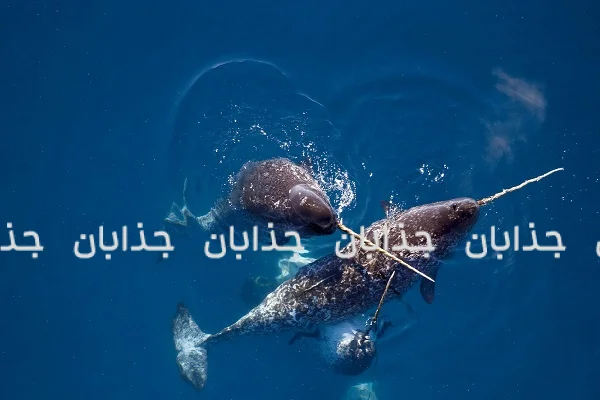 حیات در سرزمینهای یخی: آشنایی با حیوانات قطب شمال و جنوب