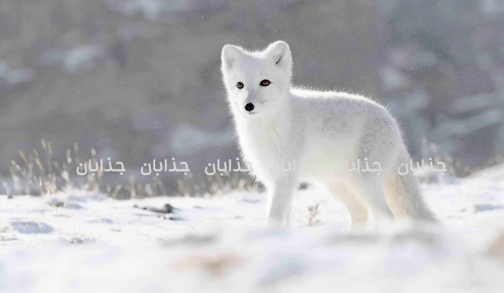 حیات در سرزمین‌های یخی: آشنایی با حیوانات قطب شمال و جنوب