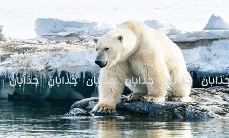 حیات در سرزمینهای یخی: آشنایی با حیوانات قطب شمال و جنوب